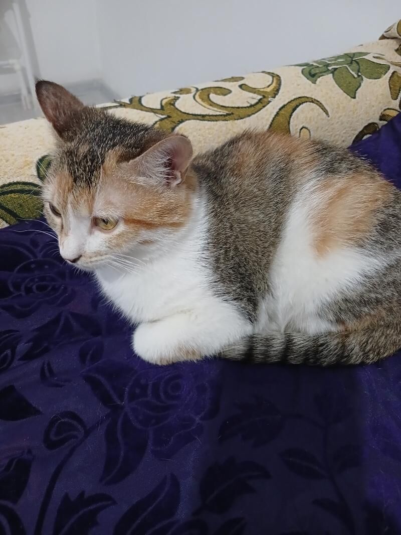 Котёнок-подросток - Türkmenabat - img 6