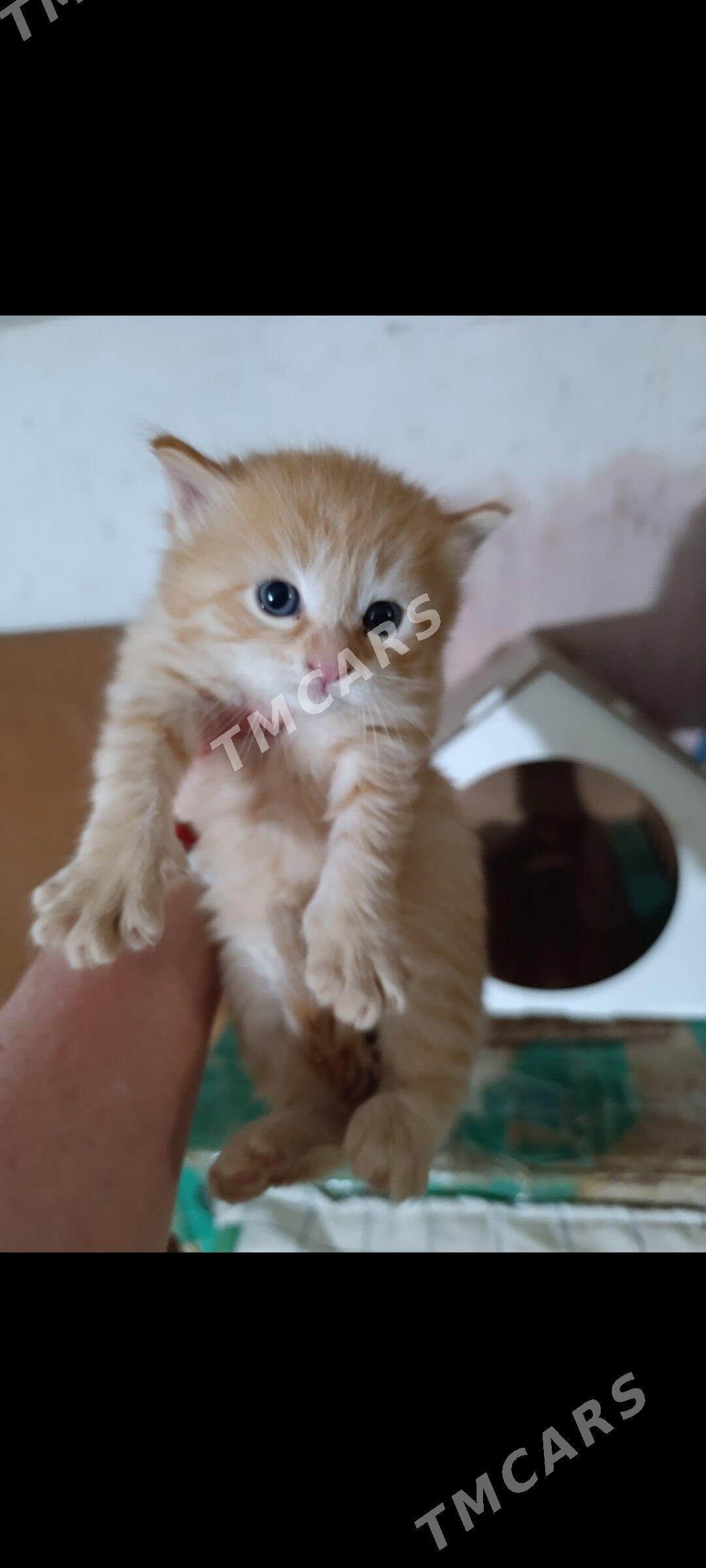 котёнок - Aşgabat - img 2