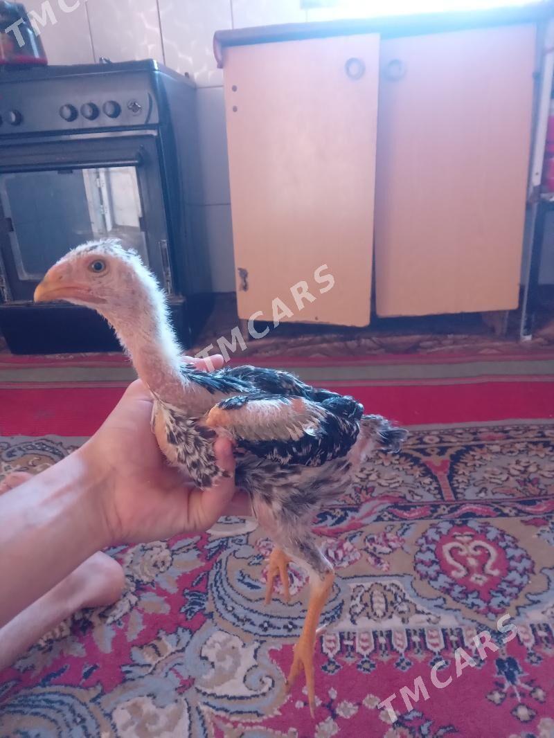 Baty - Türkmenabat - img 2