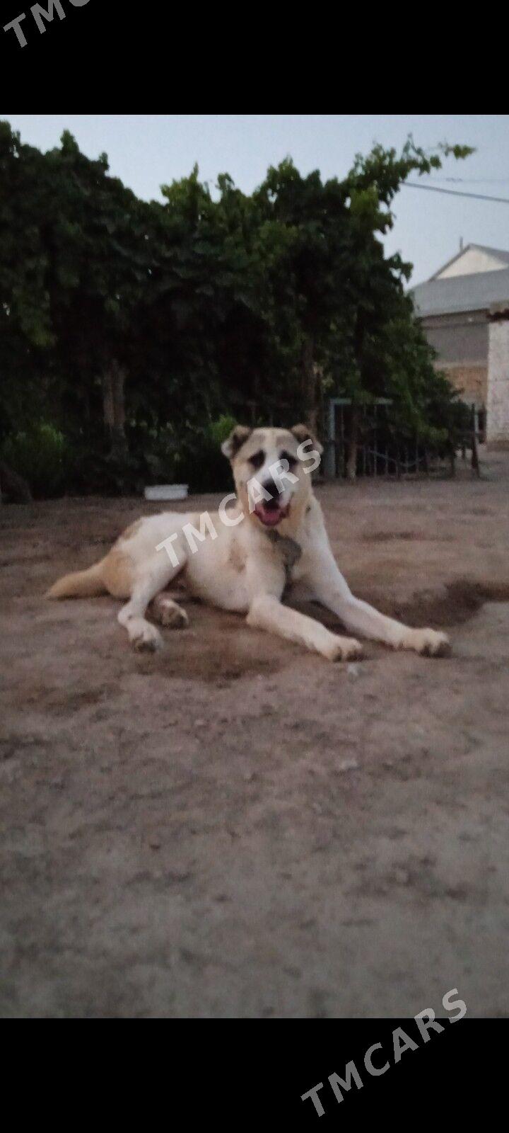 gujuk - Mary - img 1