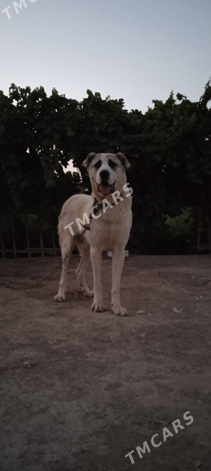 gujuk - Mary - img 2