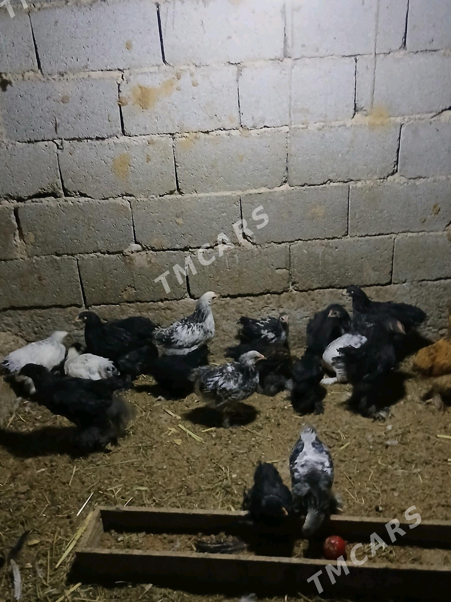 Brama jvje - Büzmeýin - img 2