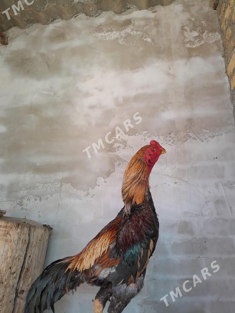 horaz - Türkmenabat - img 2