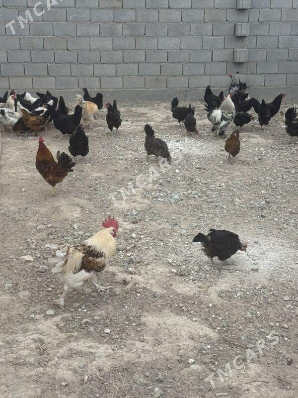 towuk gigat - Kaka - img 2
