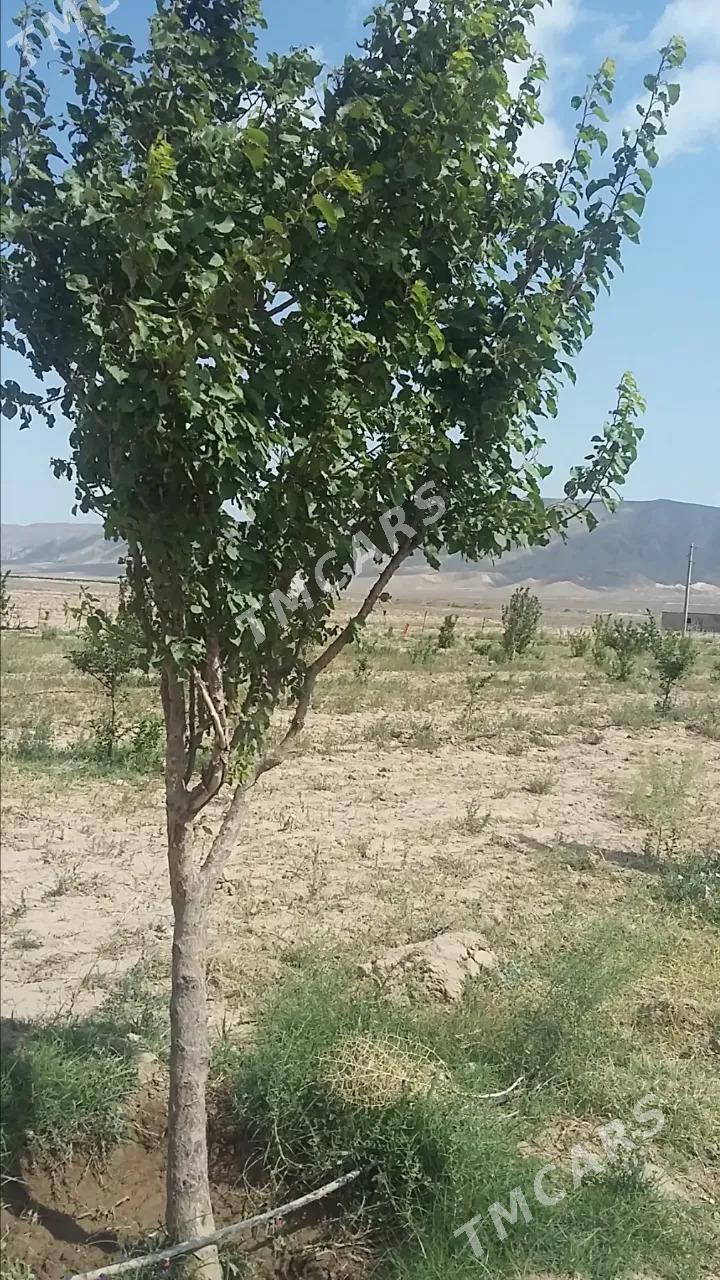 satlyk 4gekdar yer - Aşgabat - img 5