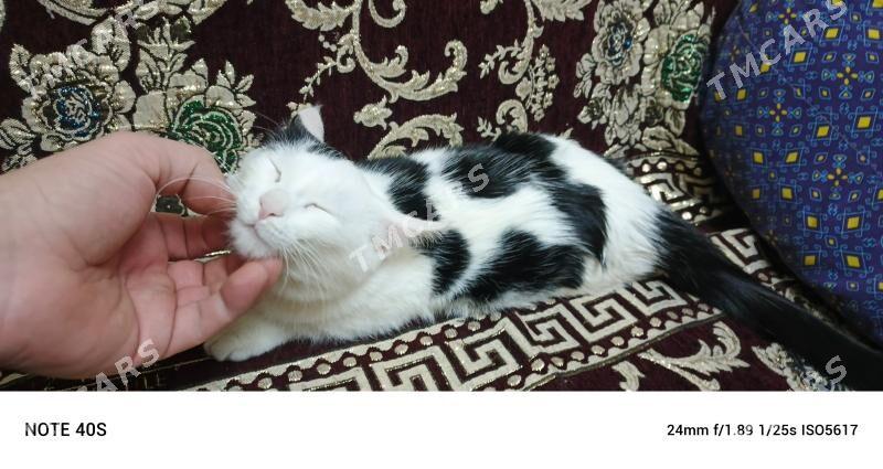кошечка - Mary - img 2