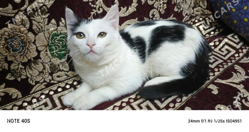 кошечка - Mary - img 4