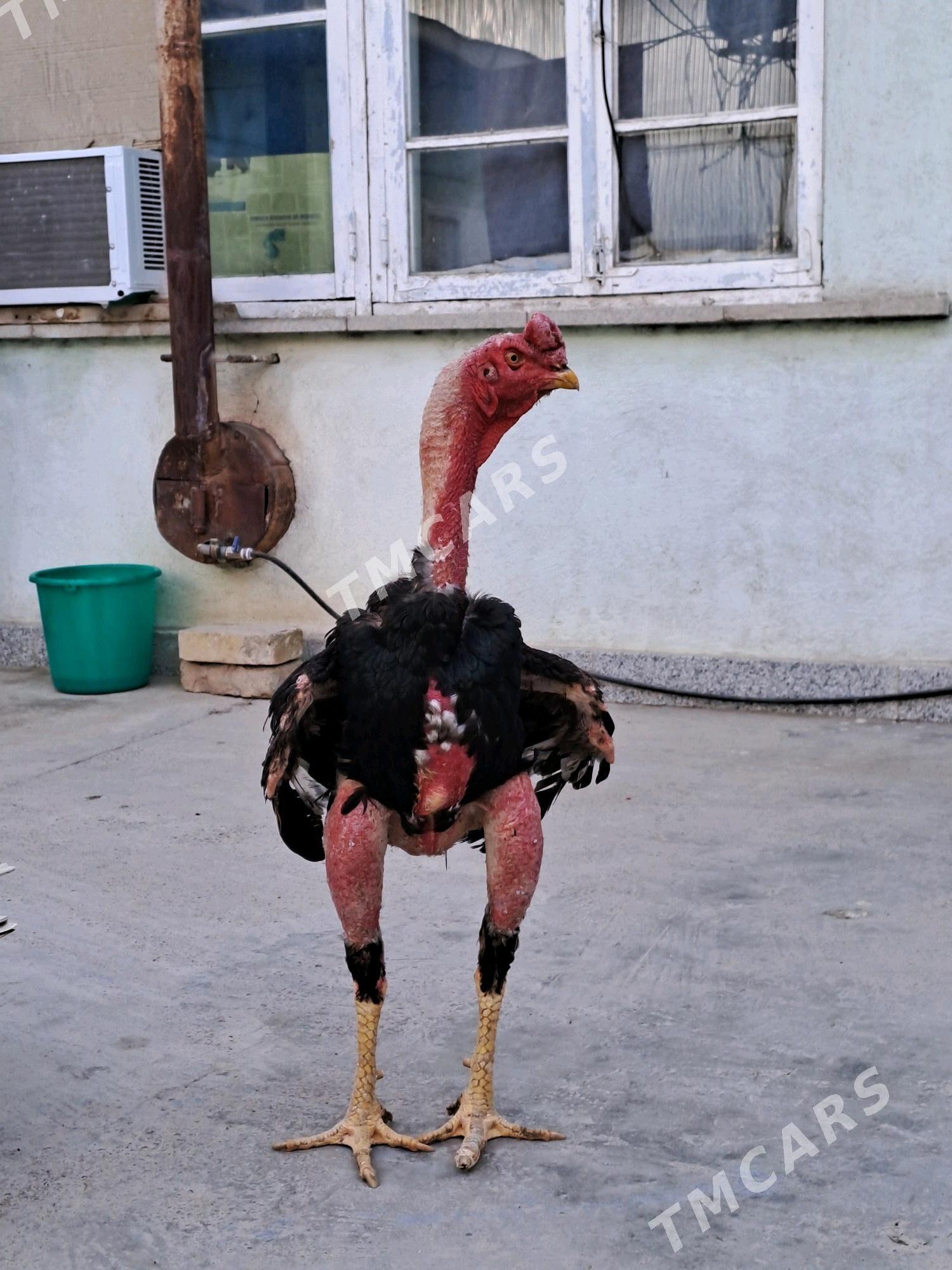 Taşkent jüỳje - Бузмеин - img 2