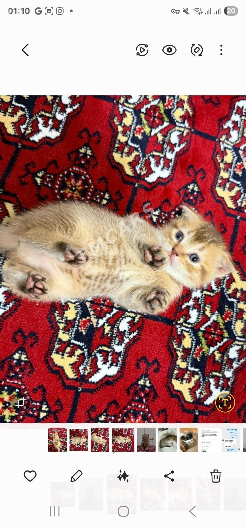 котята - Aşgabat - img 4