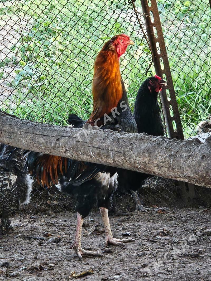 horaz - Türkmenabat - img 1
