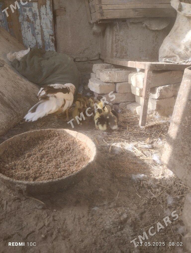 oyhaywanlary - Murgap - img 3
