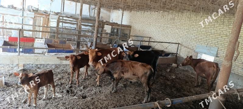 sygyr õjegi bilen - Türkmenabat - img 2