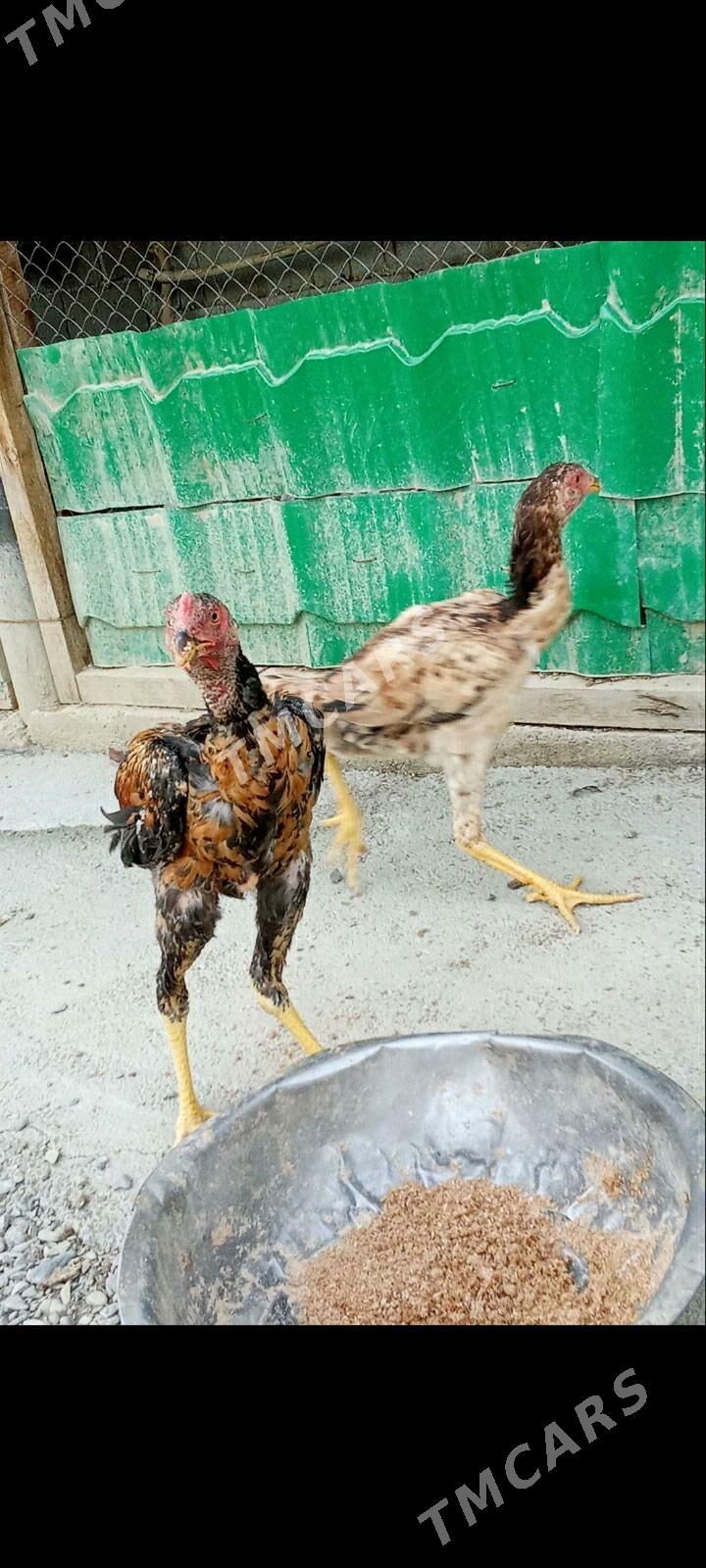 taskent  2si bile - Гёкдепе - img 2