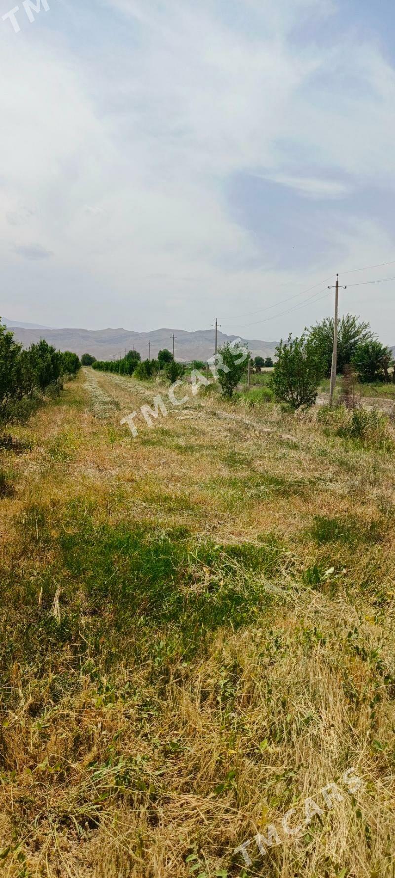 Ekin Miweli baglar ýetişen. - Gökdepe - img 2