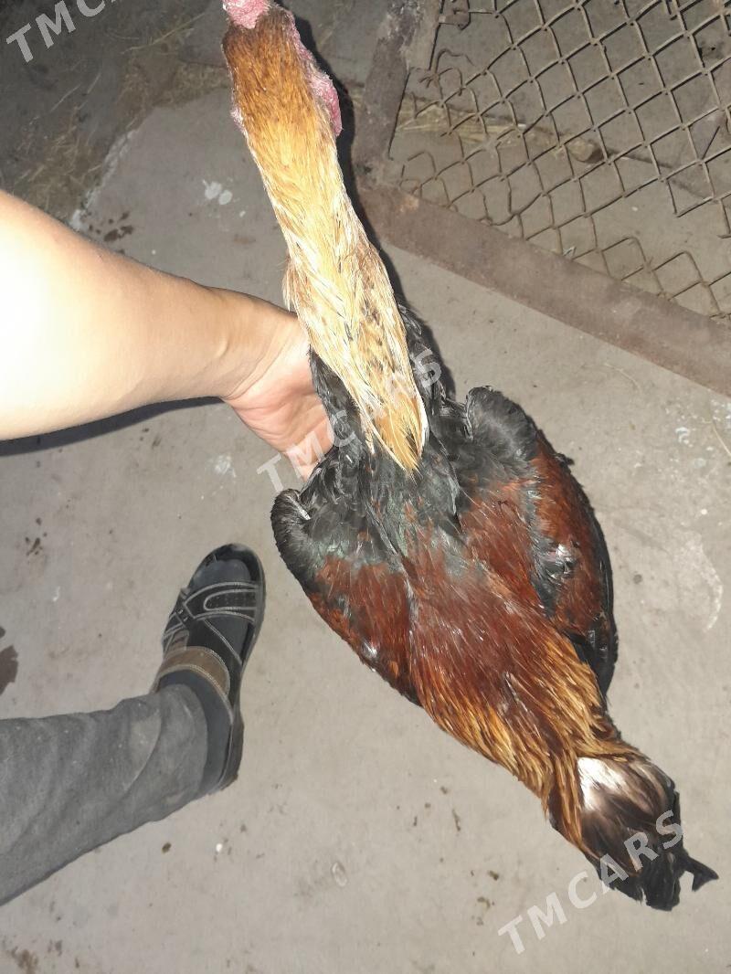 horaz - Türkmenabat - img 2