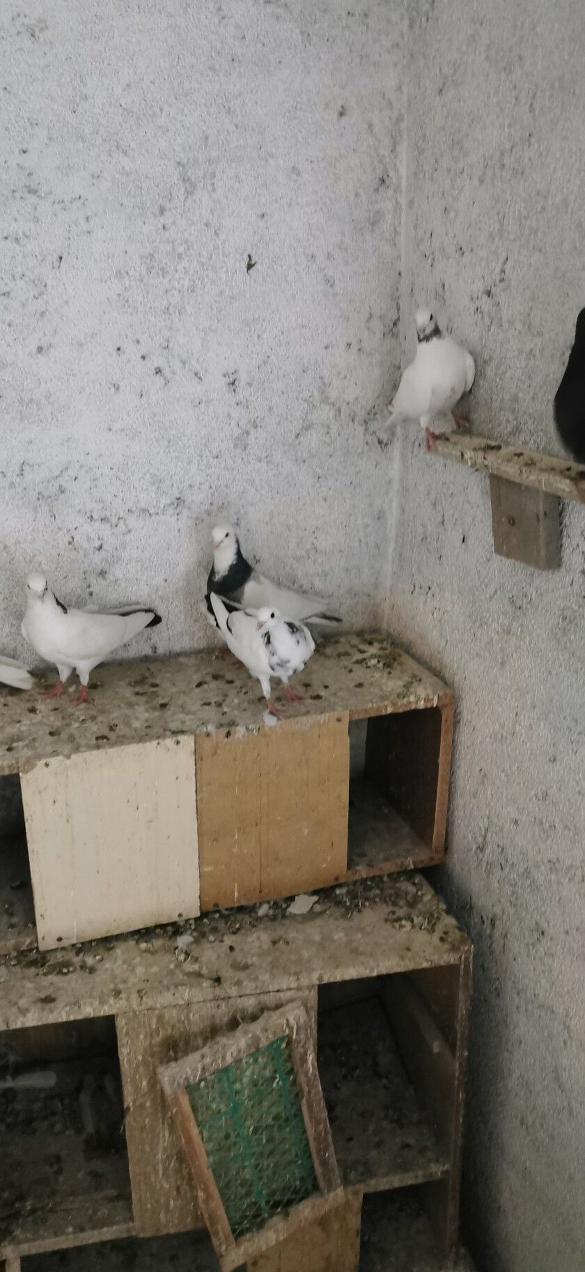 kepderi - Hitrowka - img 3
