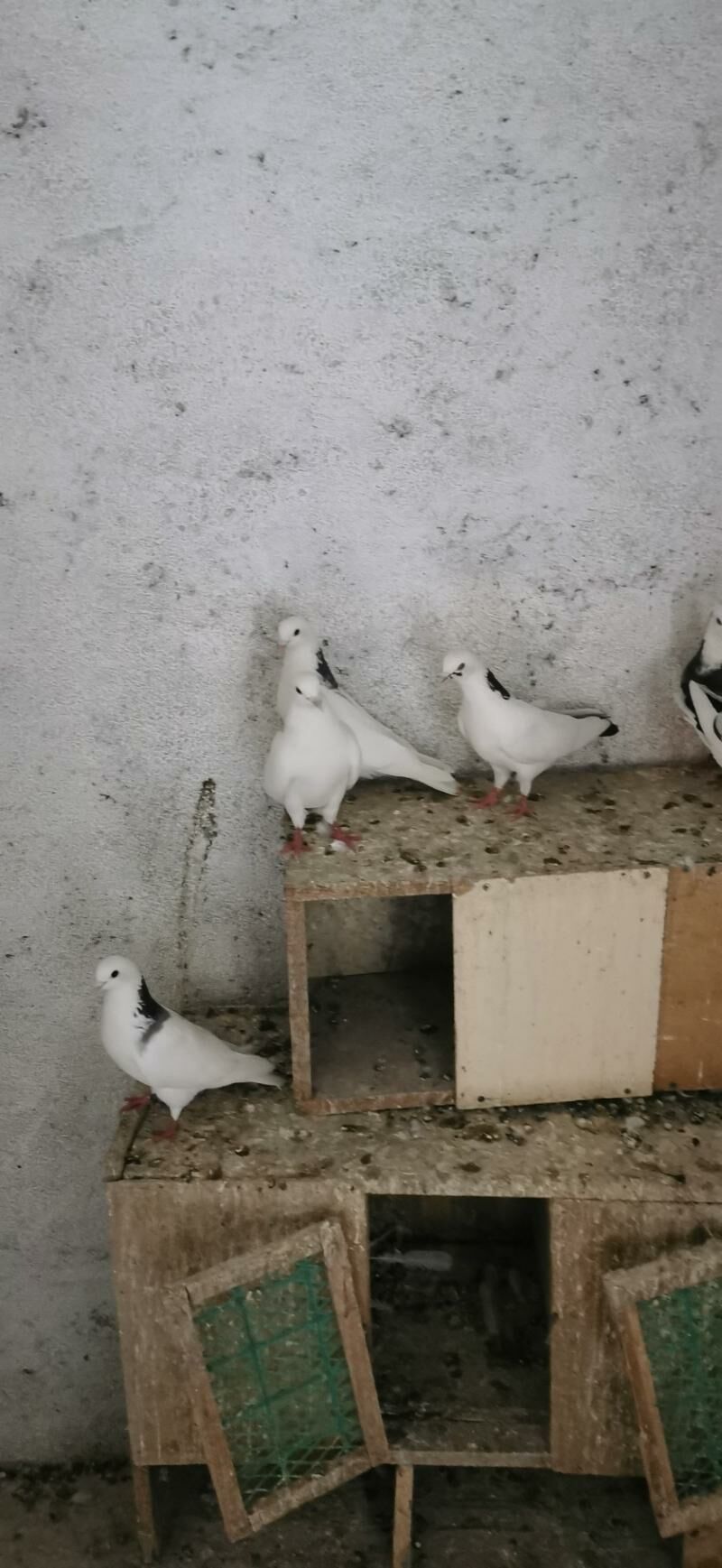 kepderi - Hitrowka - img 6