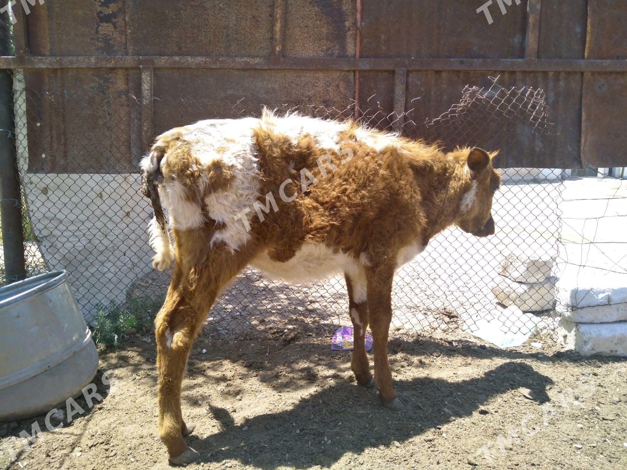 Gacar - Balkanabat - img 2