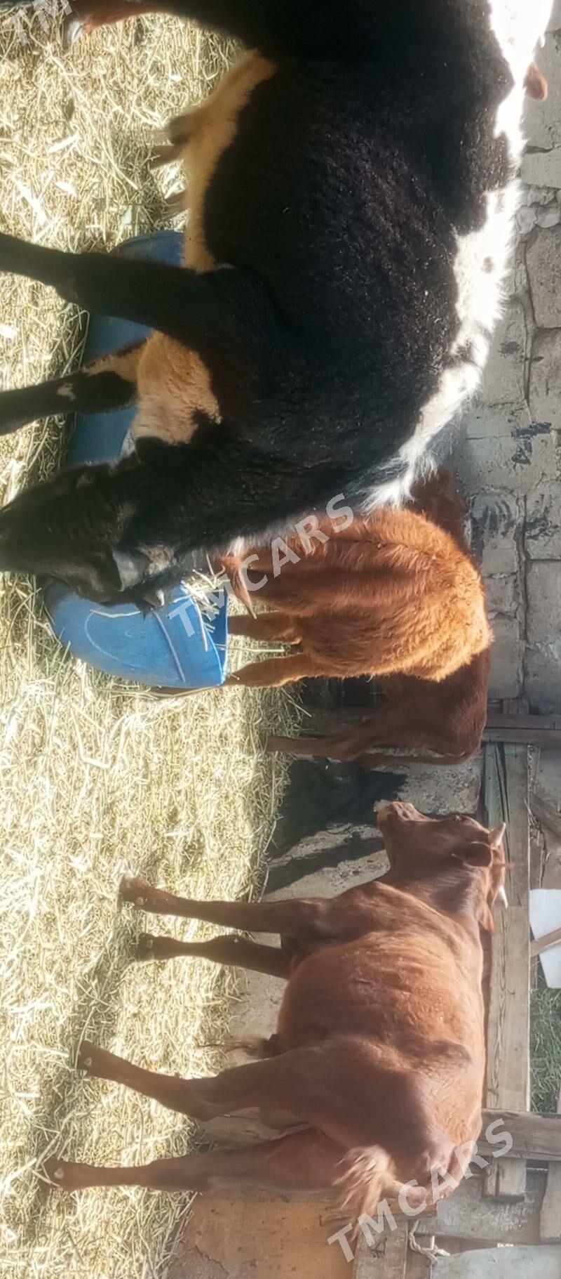 öküz tüwe öküzçe göle - Aşgabat - img 4
