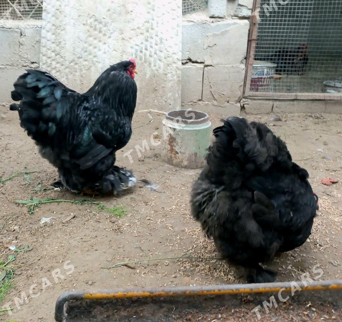Gara kokin - Balkanabat - img 2