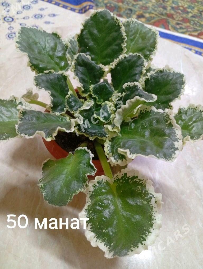 Домашние цветы - Balkanabat - img 4
