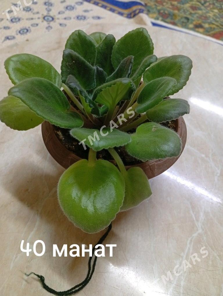 Домашние цветы - Balkanabat - img 5