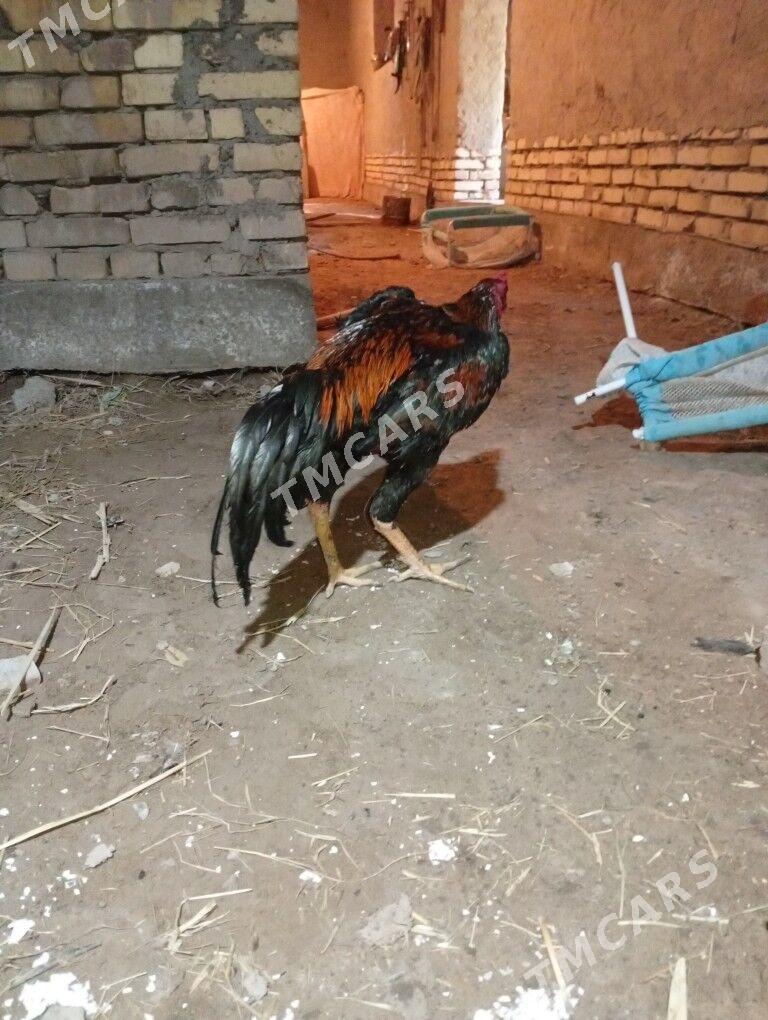 horaz - Şabat etr. - img 2