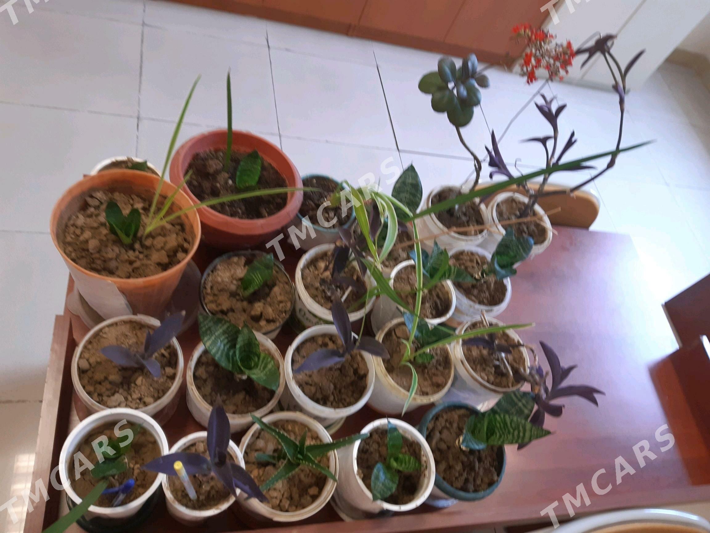 Gül we güller - 30 mkr - img 2