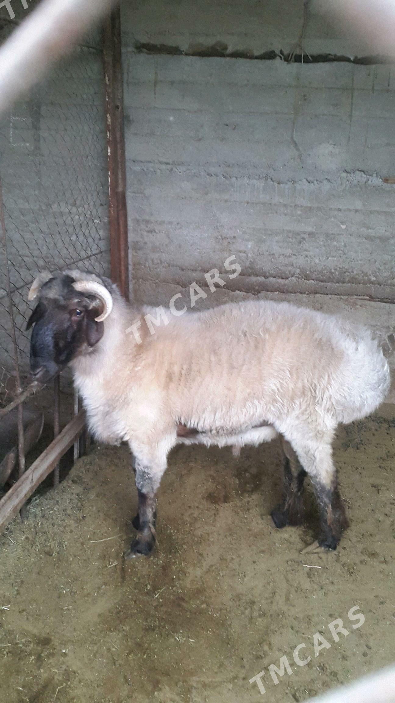 Goç - Gökje - img 2