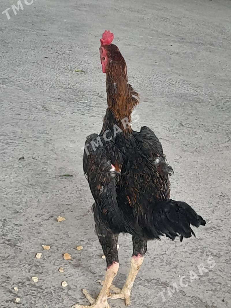 BAÝSOK - Çärjew - img 2