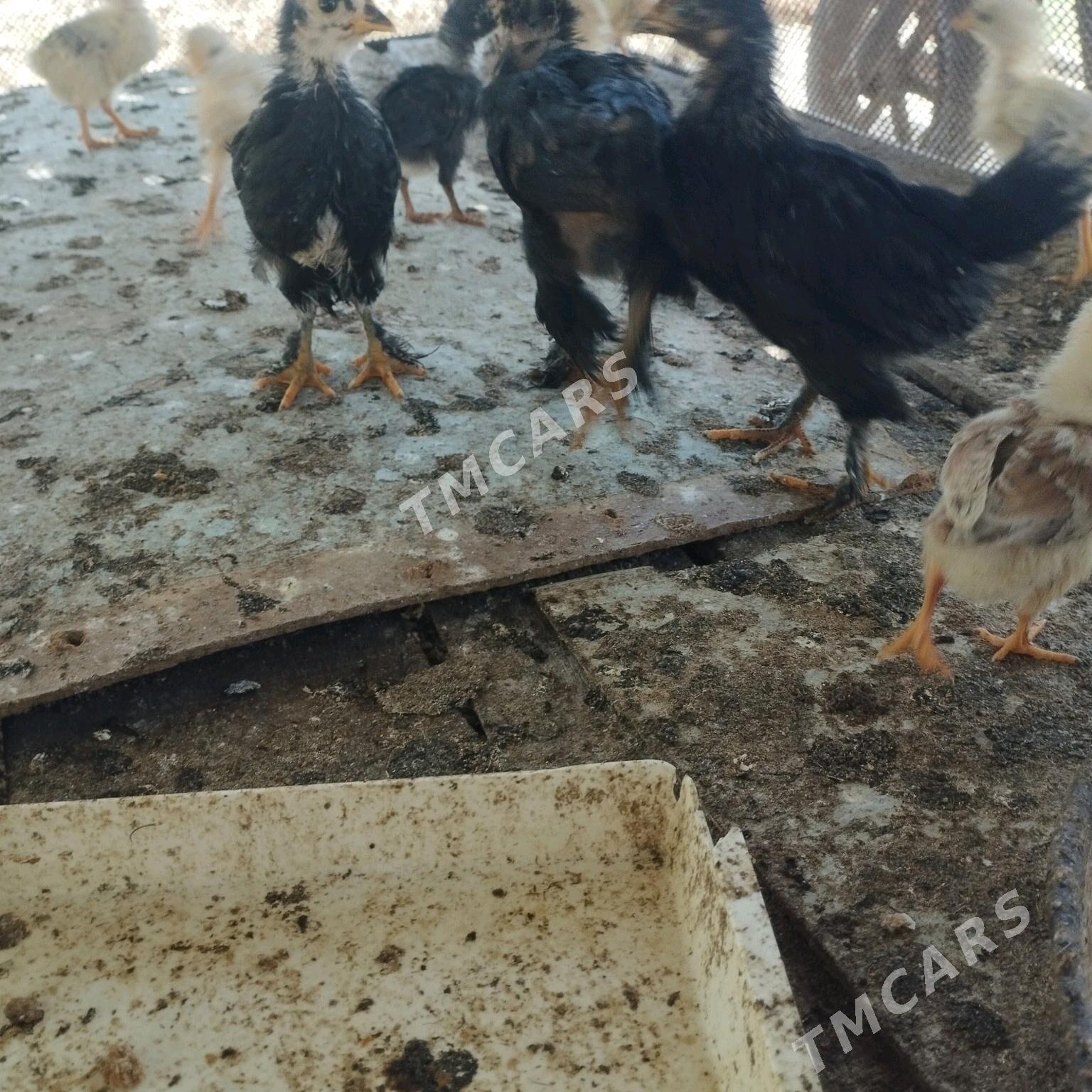 jüje - Bereket - img 2