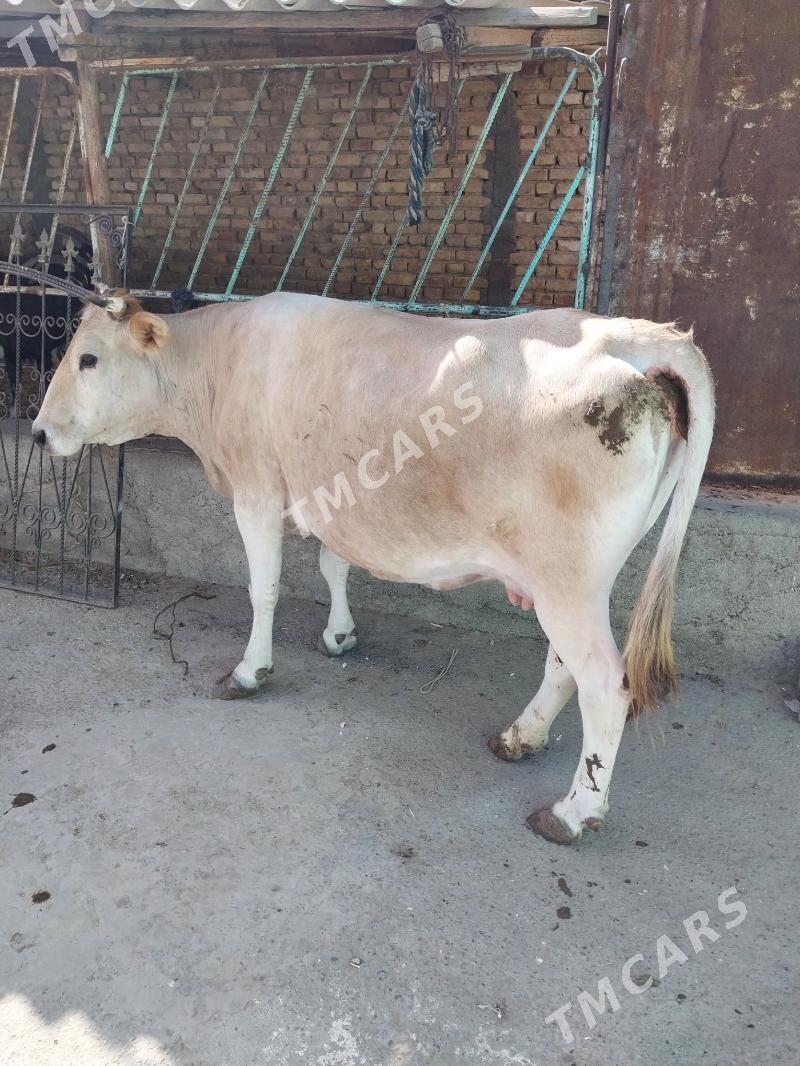 sygyr - Çoganly - img 3