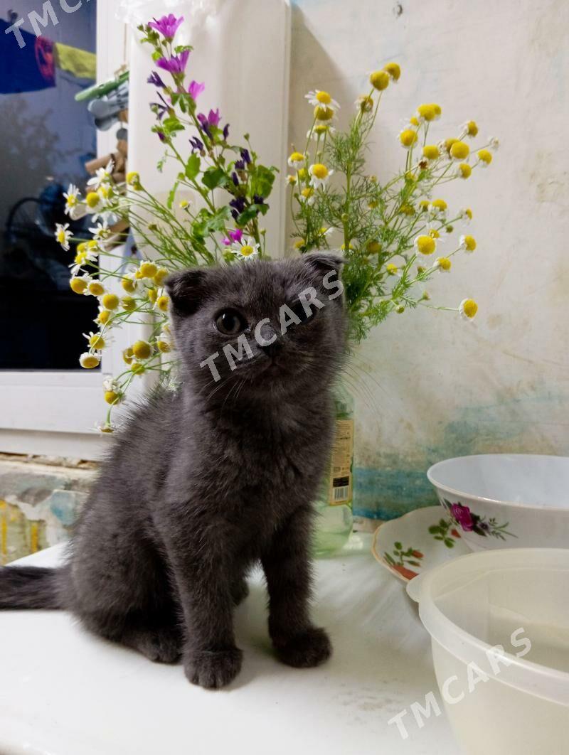 Котёнок девочка - Mary - img 2