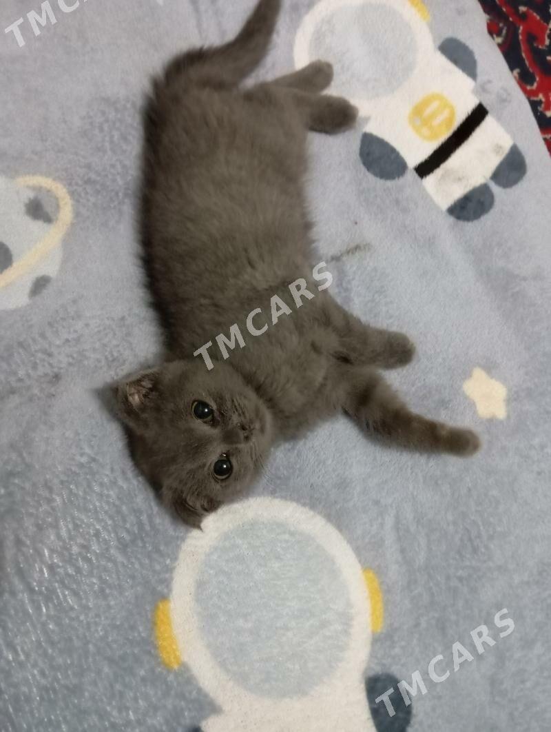Котёнок девочка - Mary - img 3