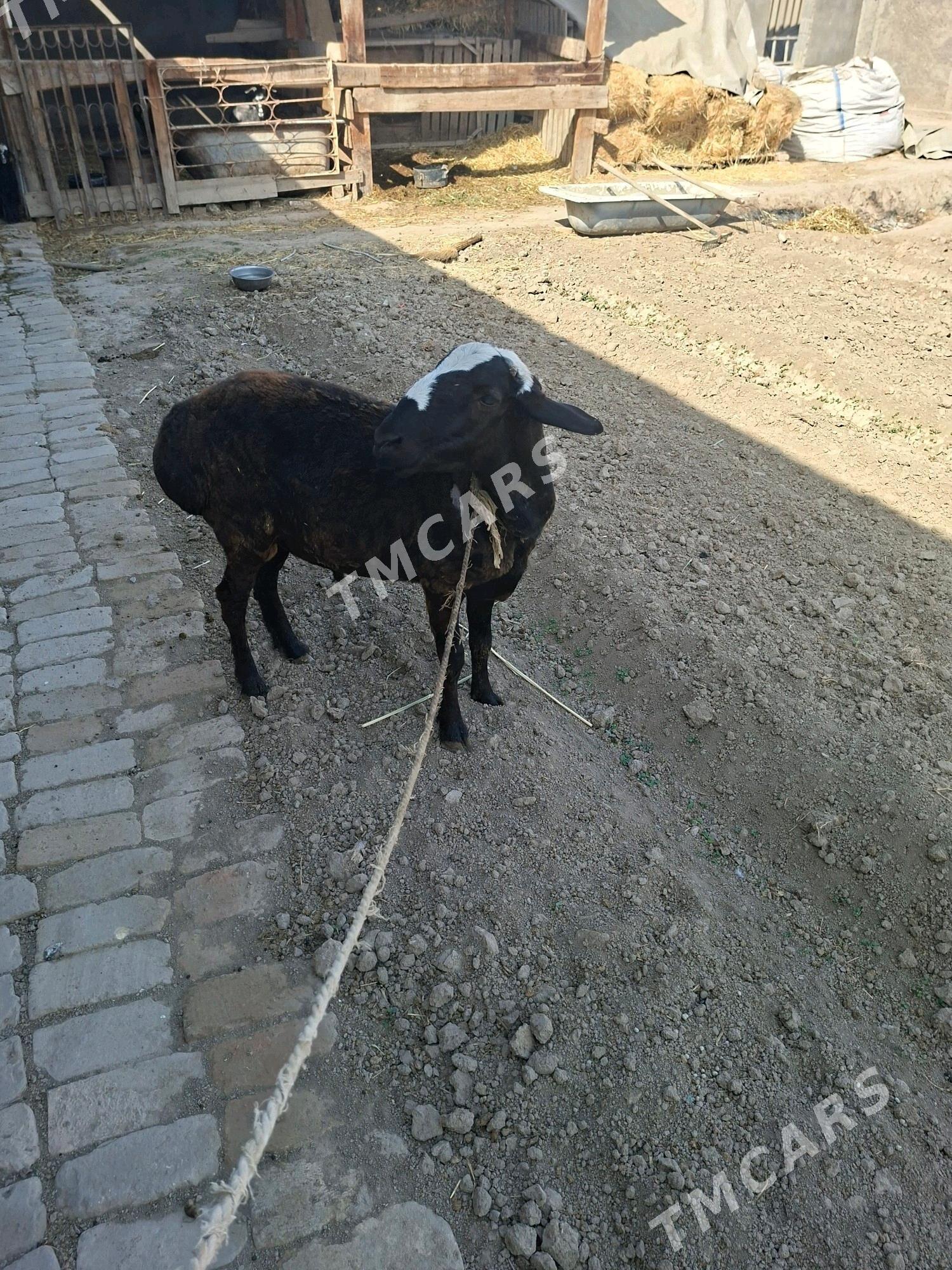 Gysar goc - Büzmeýin - img 2