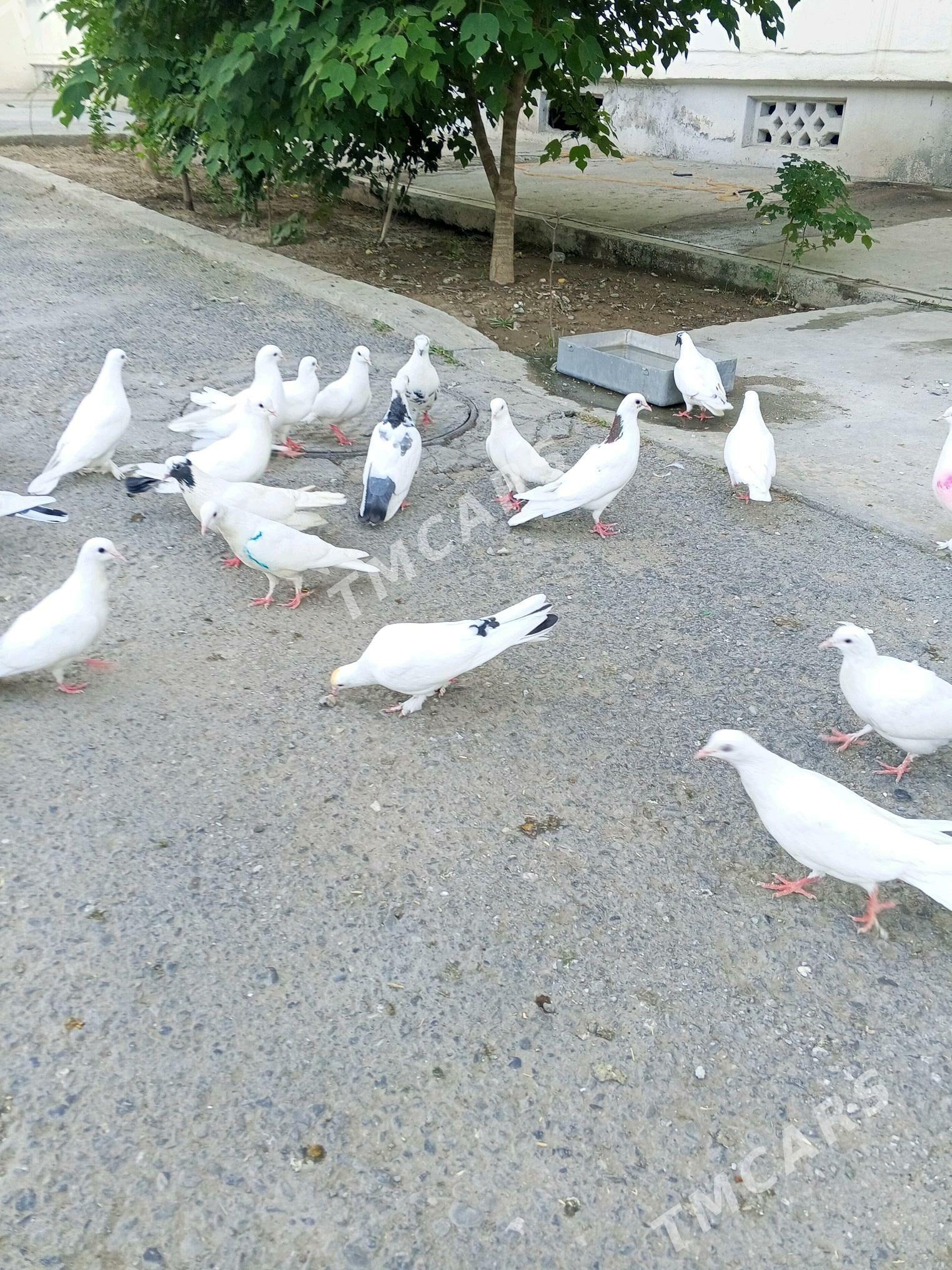 Kepderi - Мир 2 - img 3