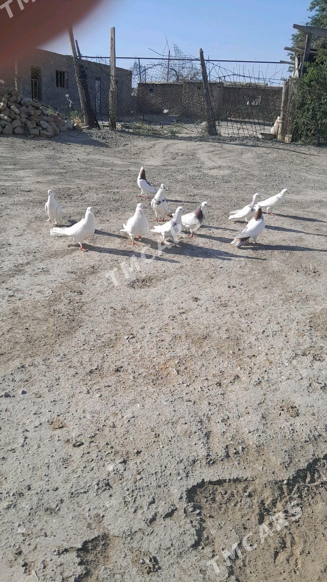 kepderi - Bereket - img 6