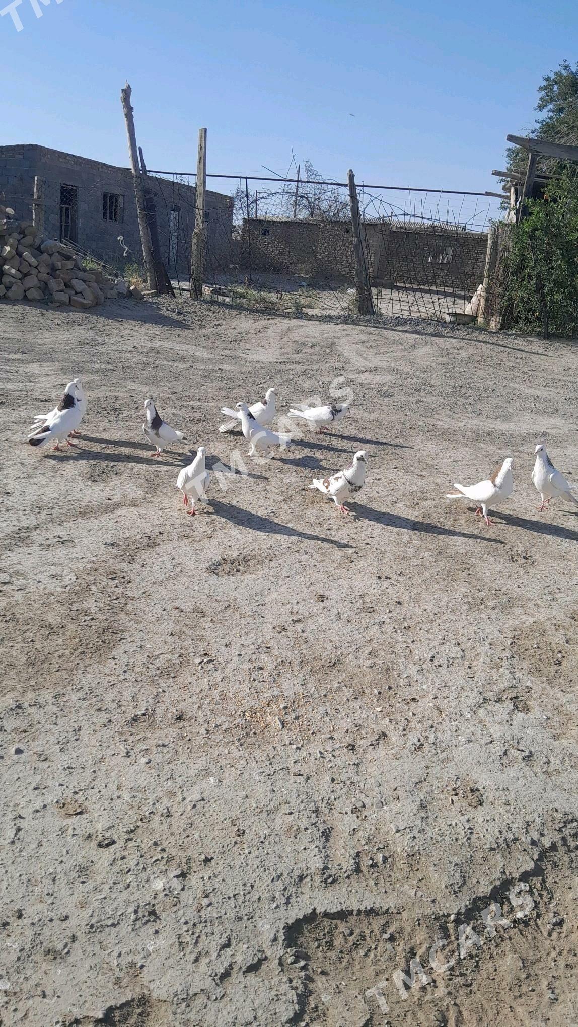kepderi - Bereket - img 2