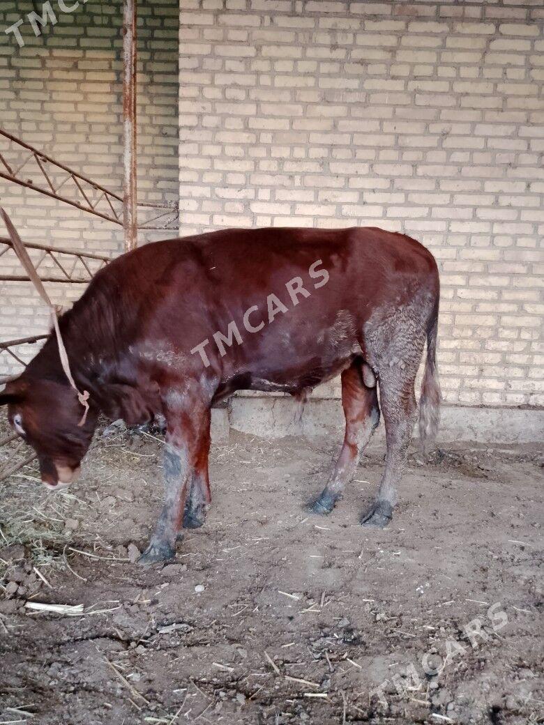 ÖKUZ - Çärjew - img 2