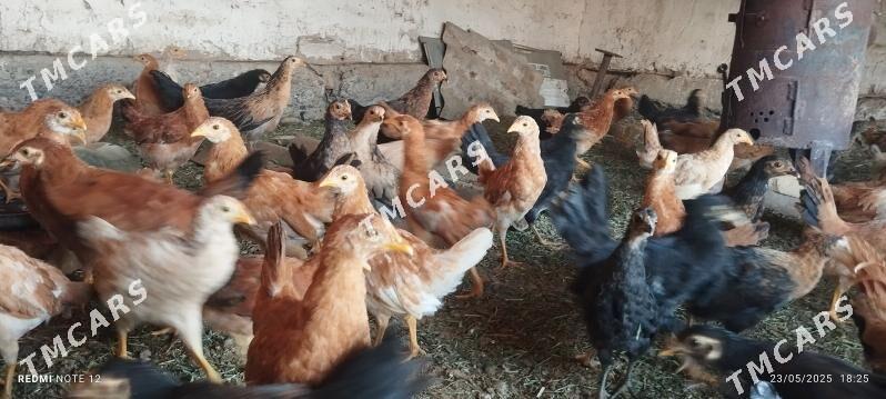 towuk juyje 3 aylyk - Сакарчага - img 2