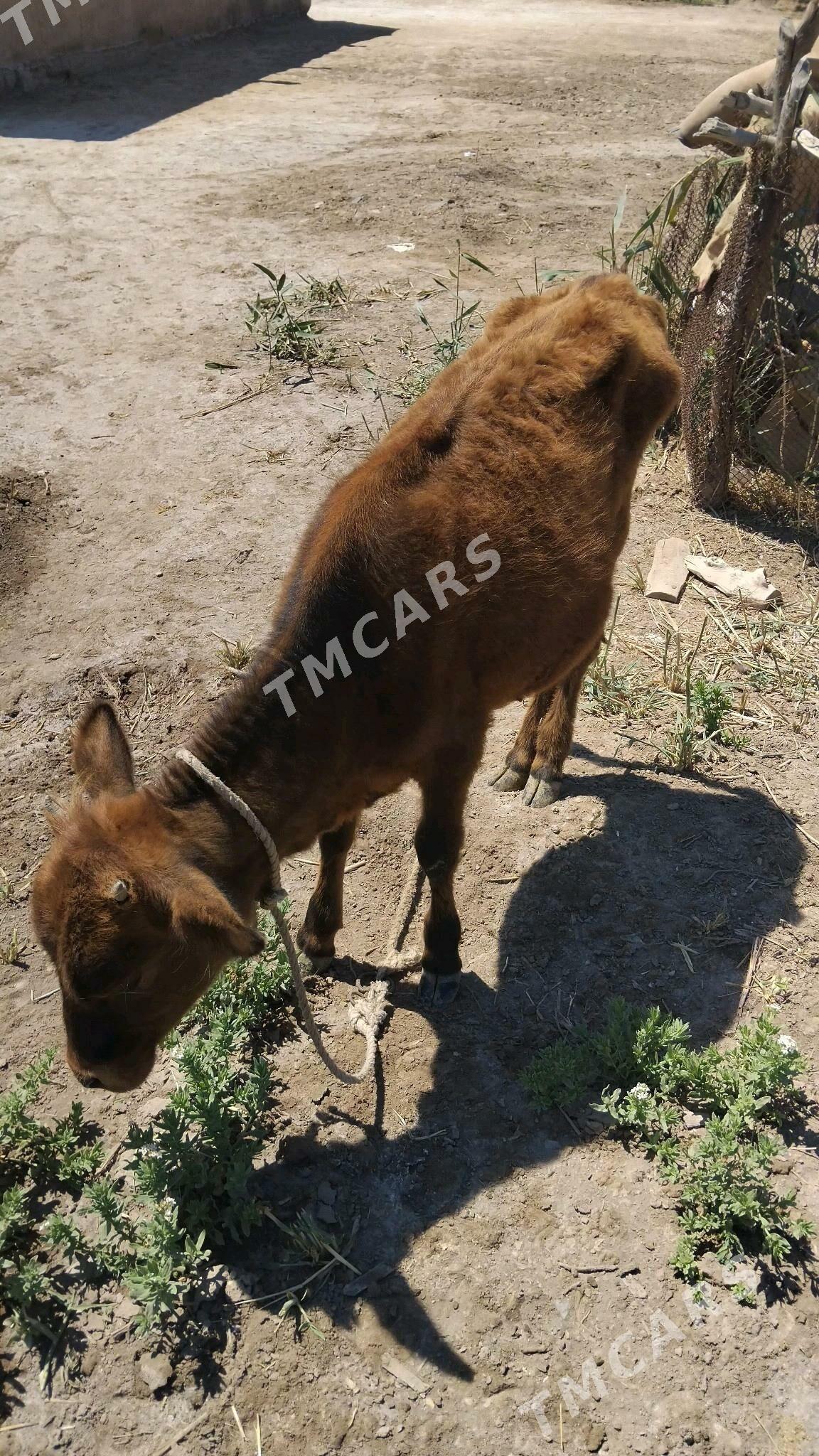 yas gacar - Türkmenbaşy etr. - img 2
