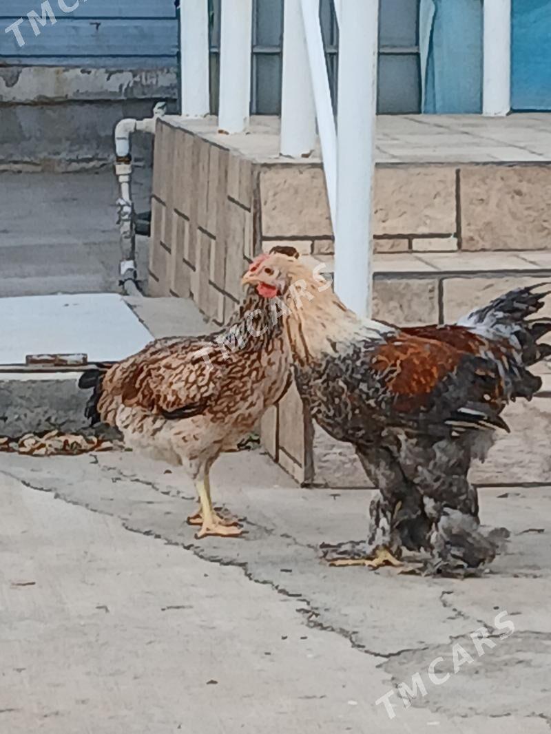 Towuk-Horaz - Täze zaman - img 2