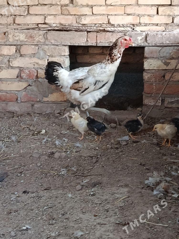 Akja horaz Petka - Türkmenabat - img 3