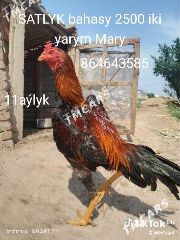 horoz - Mary - img 2
