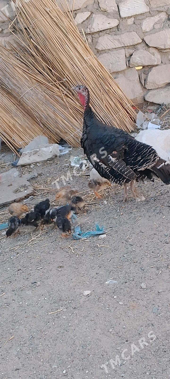Induk juyjeli - Türkmenbaşy - img 2