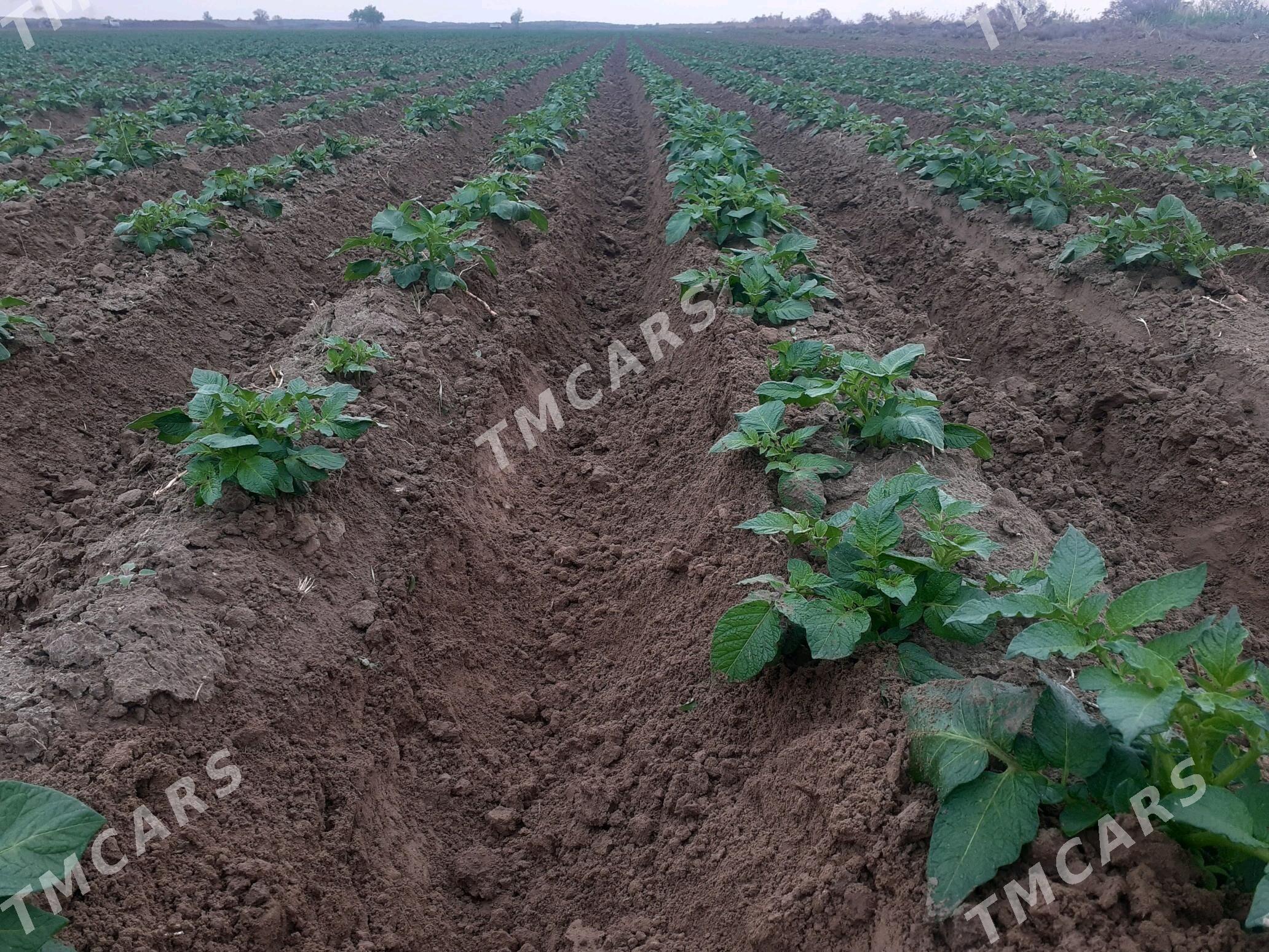 kartoşka - Aşgabat - img 4