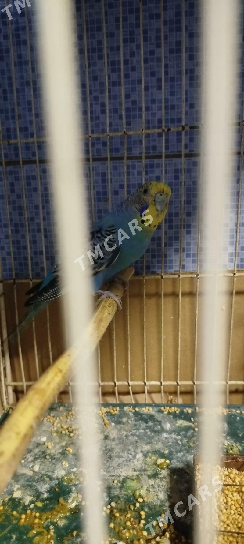 gus - Aşgabat - img 3