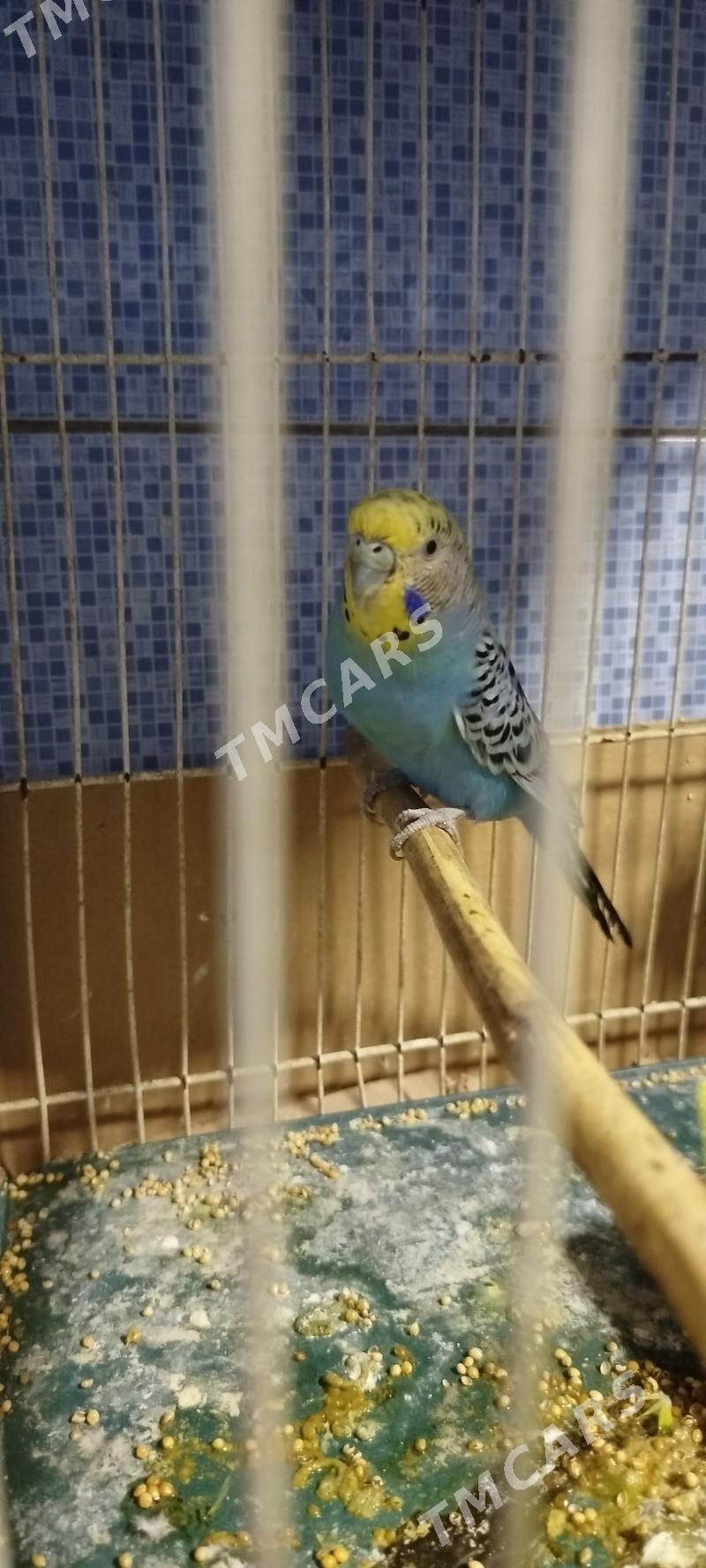gus - Aşgabat - img 2