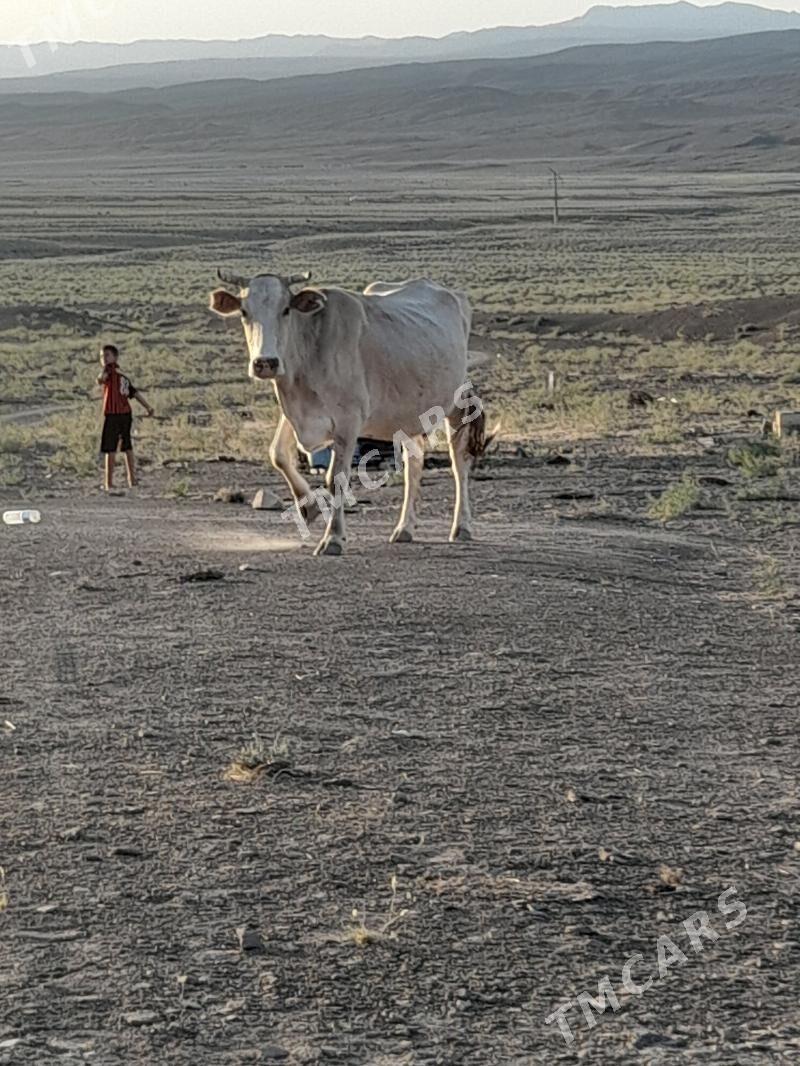 göleli sygyr - Jebel - img 2