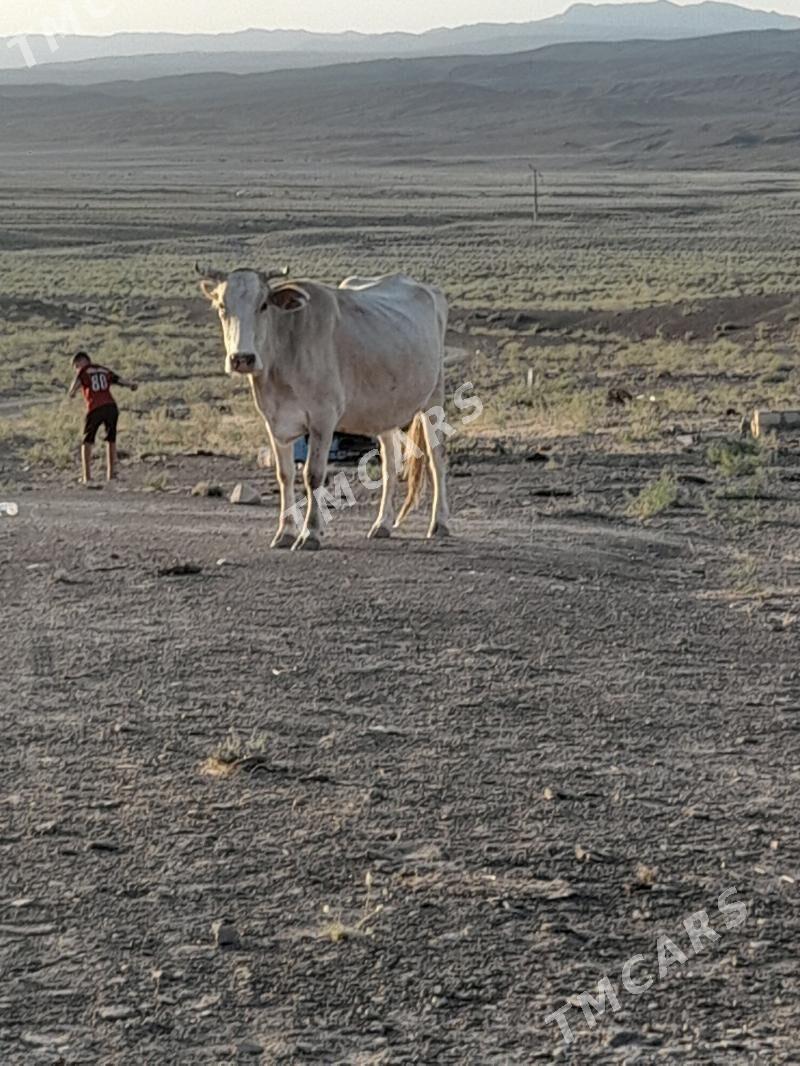 göleli sygyr - Jebel - img 3